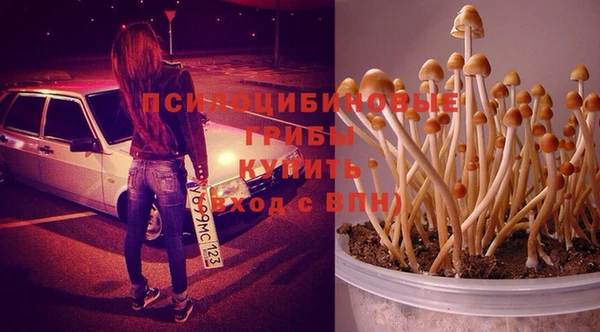 прущие грибы Баксан