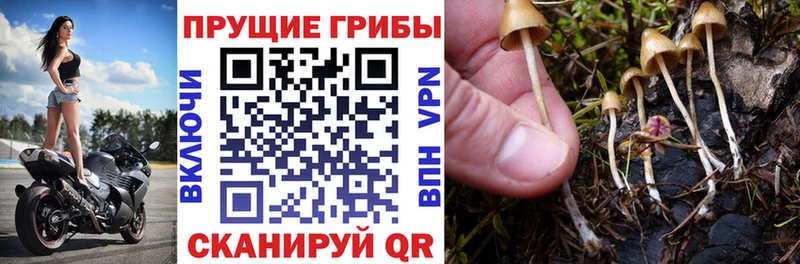 Галлюциногенные грибы Psilocybe  как найти наркотики  Котельниково 